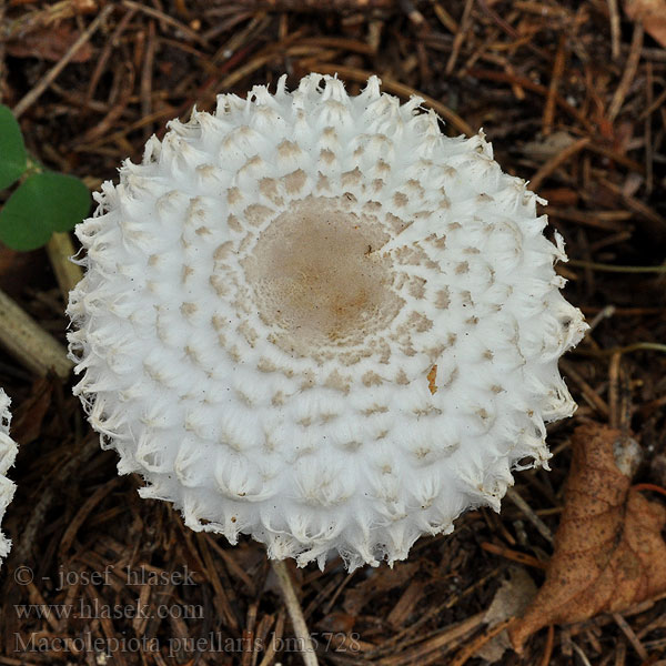 Macrolepiota puellaris Dekliški dežnik Tytönsieni