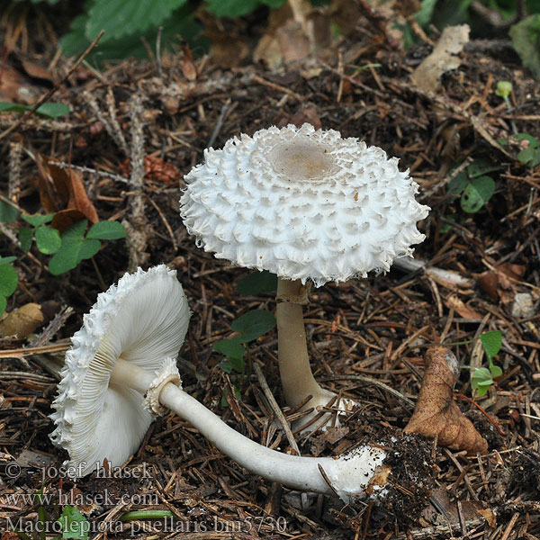 Macrolepiota puellaris Parasollskivling Frøkenparasollsopp