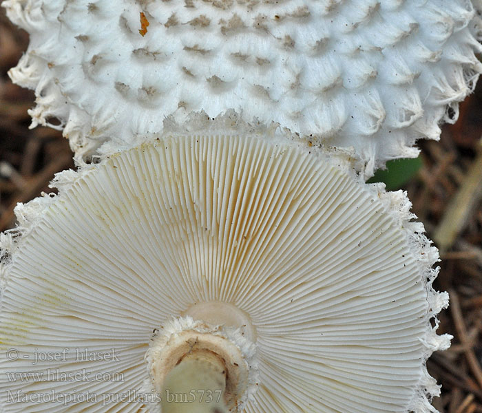 Macrolepiota puellaris Гриб-зонтик девичий Gran-skælhat