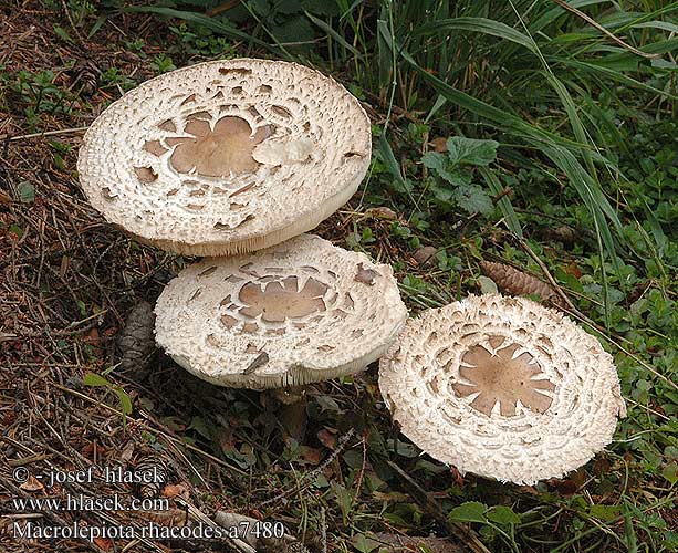 Macrolepiota rhacodes a7480