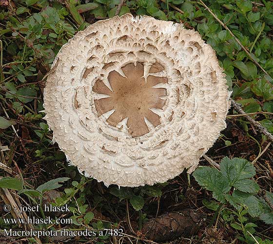 Macrolepiota rhacodes Lépiote jardins déguenillée Knolparasolzwam Piruló őzlábgomba Safran-Schirmpilz Gemeiner Safran-Riesenschirmling Czubajka czerwieniejąca Bedľa červenejúca Bedla červenající Rodnande fjällskivling Rødnende parasollsopp Зонтик краснеющий Гриб-зонтик лохматый червоніючий Rdečeči dežnik rachodes Shaggy Parasol carne roja Apagador menor Rabarber-parasolhat akansieni