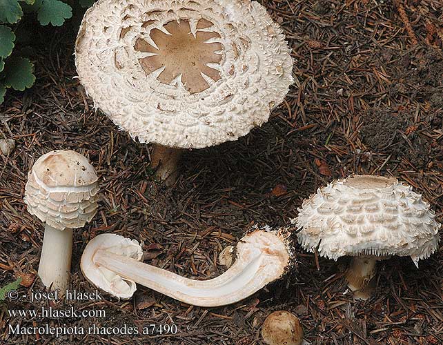 Macrolepiota rhacodes a7490