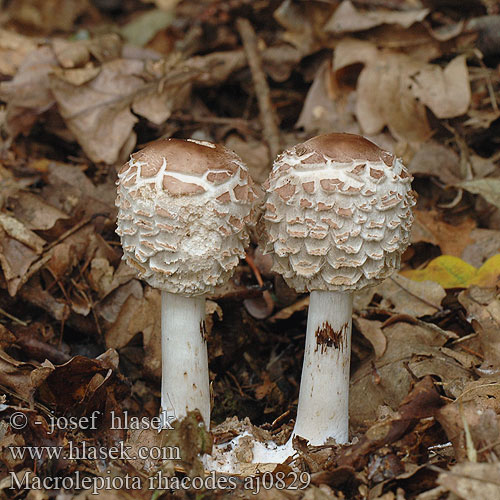 Macrolepiota rhacodes Czubajka czerwieniejąca Bedľa červenejúca Bedla červenající Rodnande fjällskivling Rødnende parasollsopp Зонтик краснеющий Гриб-зонтик лохматый червоніючий Rdečeči dežnik rachodes Shaggy Parasol carne roja Apagador menor Rabarber-parasolhat akansieni Lépiote jardins déguenillée Knolparasolzwam Piruló őzlábgomba Safran-Schirmpilz Gemeiner Safran-Riesenschirmling