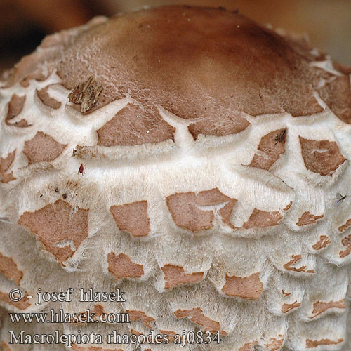 Macrolepiota rhacodes aj0834