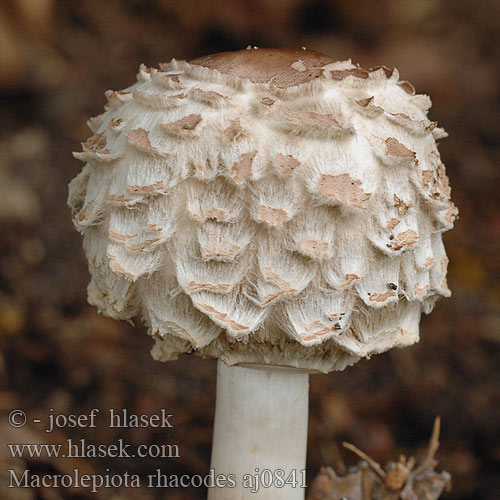 Macrolepiota rhacodes aj0841