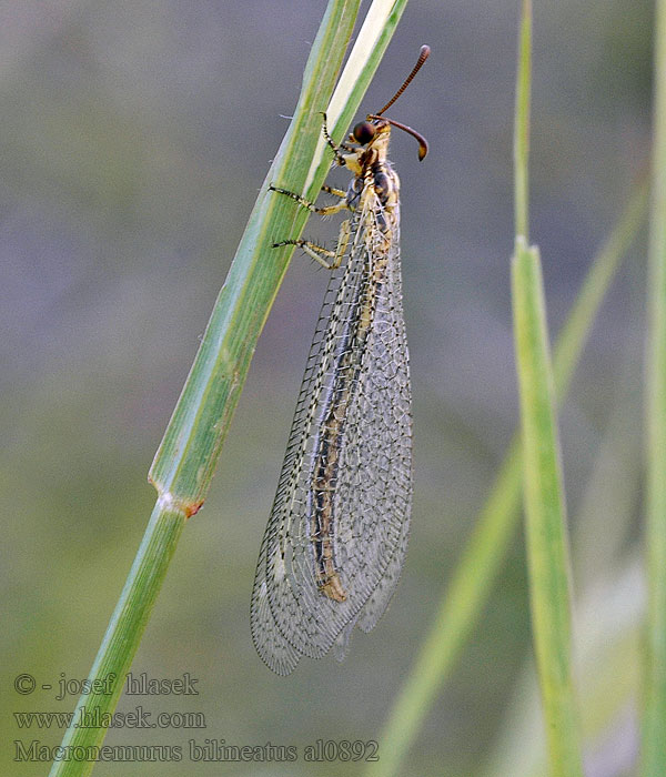 Macronemurus bilineatus