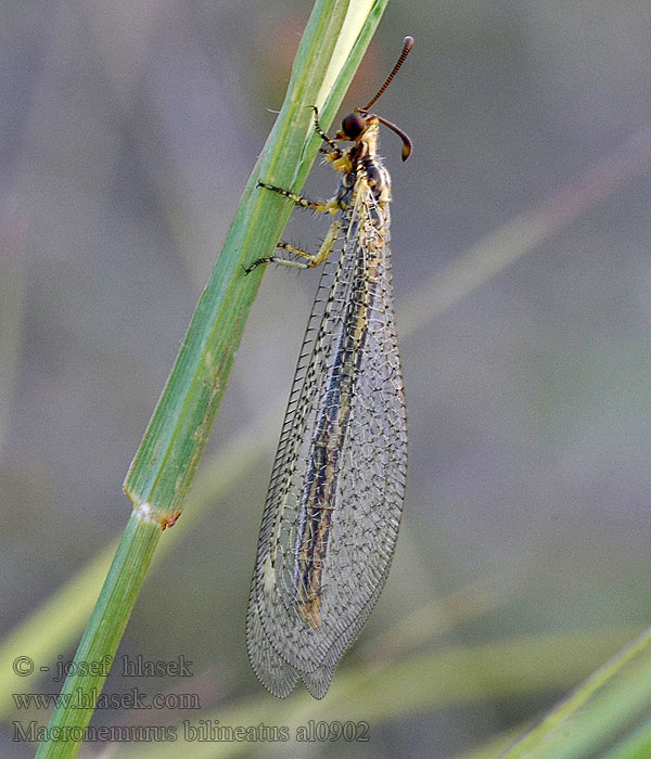 Macronemurus bilineatus