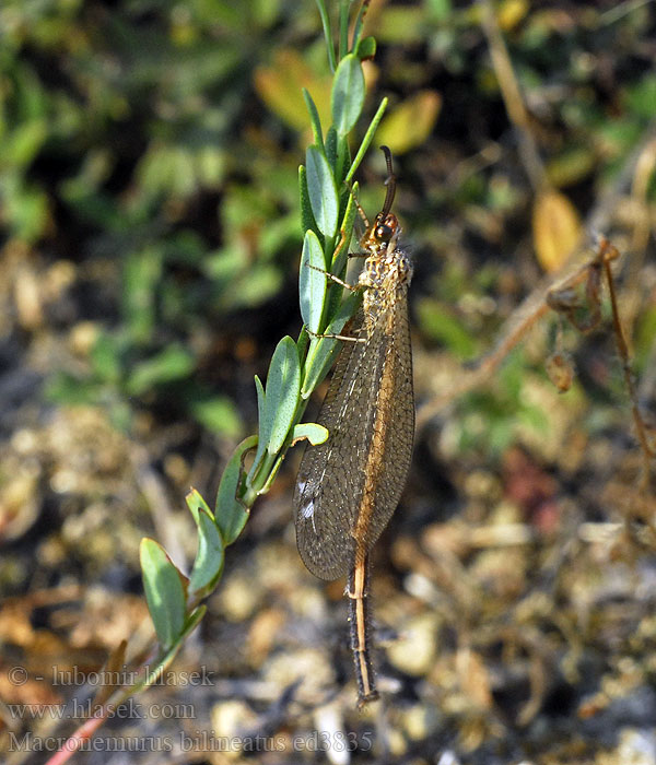 Macronemurus bilineatus