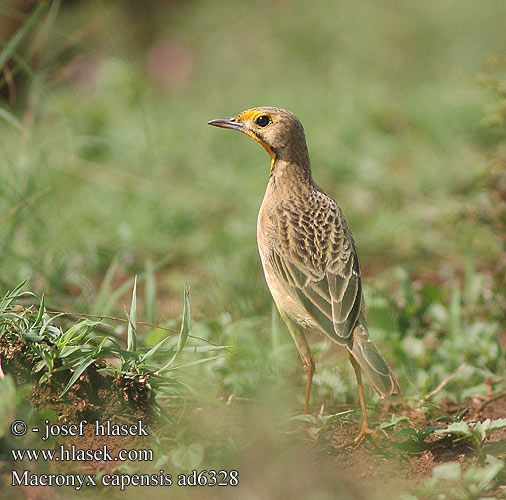 Macronyx capensis Orangethroated Orange-throated Longclaw Orangebrystet Sporepiber Tulikurkkuvästäräkki Sentinelle Cap Kaapse langklauw Zampagrossa Capo Kapgroßsporn Großspornpieper Kappieper Szponnik rudobrewy Linduškovec kapský Konipas jihoafrický Oranjekeelkalkoentjie Bisbita Cabo アカノドツメナガタヒバリ Unha-longa-de-garganta-laranja Капский длинношпорцевый конёк