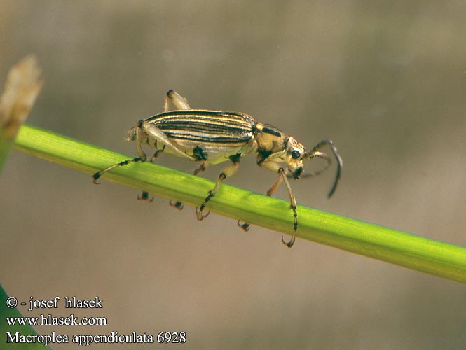 Macroplea appendiculata