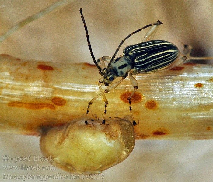 Macroplea appendiculata