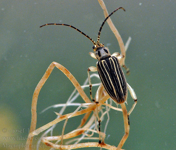 Macroplea appendiculata