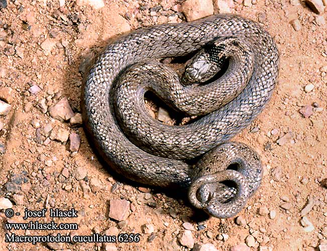 Macroprotodon cucullatus DE: Kapuzennatter UK: Hooded Snake ES: Culebra de cogulla IT: colubro dal cappuccio CZ: užovka kapucínská FR: Couleuvre a capuchon