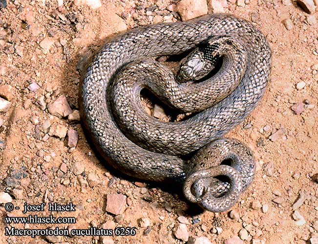 Macroprotodon cucullatus DE: Kapuzennatter UK: Hooded Snake ES: Culebra de cogulla IT: colubro dal cappuccio CZ: užovka kapucínská FR: Couleuvre a capuchon
