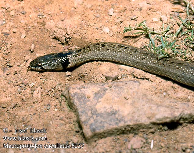 Macroprotodon cucullatus DE: Kapuzennatter UK: Hooded Snake ES: Culebra de cogulla IT: colubro dal cappuccio CZ: užovka kapucínská FR: Couleuvre a capuchon
