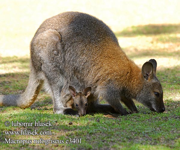 Macropus rufogriseus Рыже-серый валлаби Red-necked Wallaby Punaniskavallabi Rödhalsad vallaby 红颈袋鼠 Wallabi kilpenn ruz Валаби Бенет Klokan rudokrký Rotnackenwallaby Wallaby cou rouge Pilkarusvė kengūra Bennett-kenguru Bennettwallabie Walabia Bennetta Macropus rufogriseus וולבי אדום צוואר