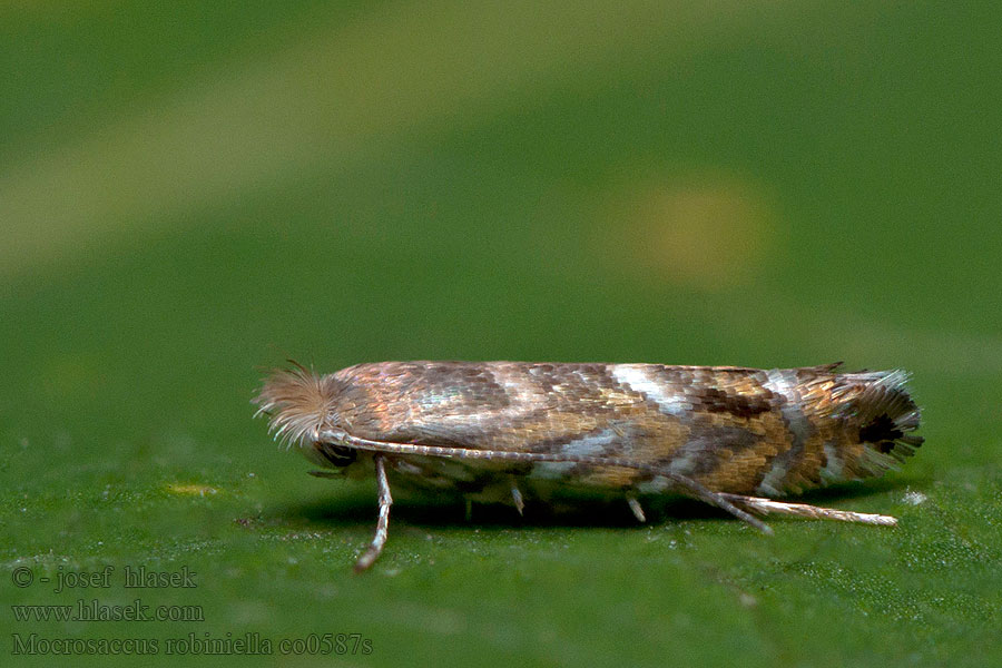 Macrosaccus robiniella Phyllonorycter Robinienminiermotte