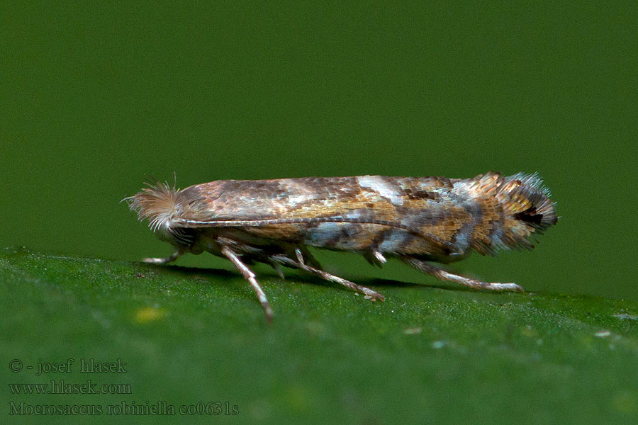 Macrosaccus robiniella Akáclevél-sátorosmoly