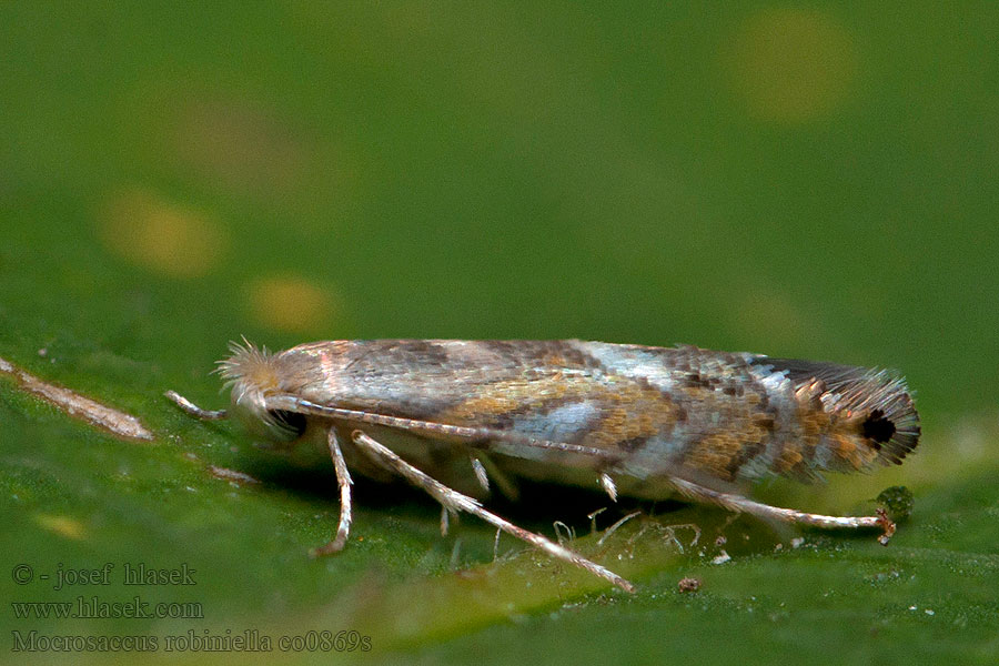 Ploskáčik agátový Macrosaccus robiniella