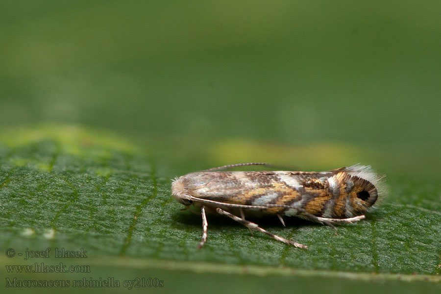 Macrosaccus robiniella