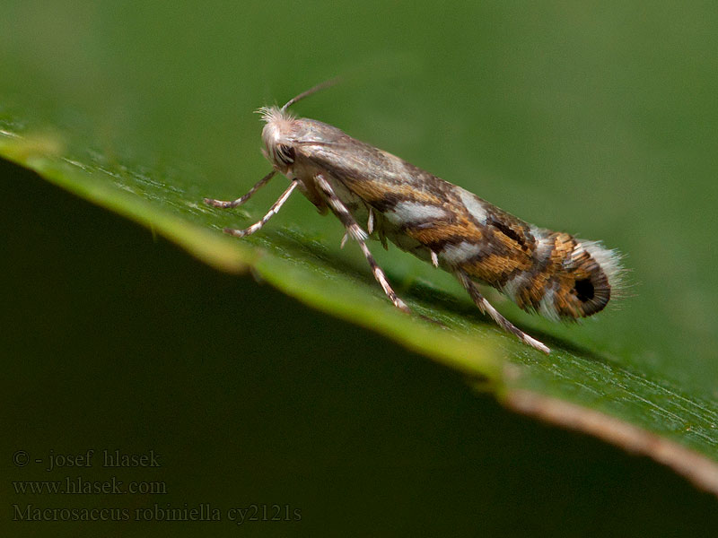 Macrosaccus robiniella