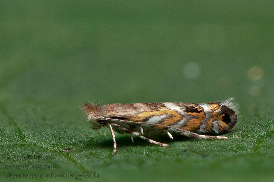 Robinienminiermotte Ploskáčik agátový Macrosaccus robiniella