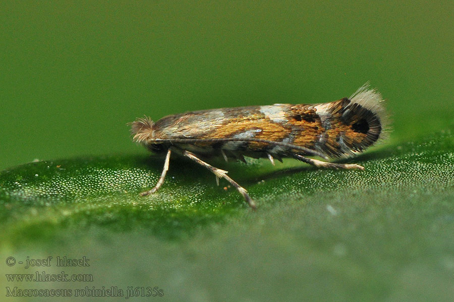 Robinienminiermotte Ploskáčik agátový Macrosaccus robiniella