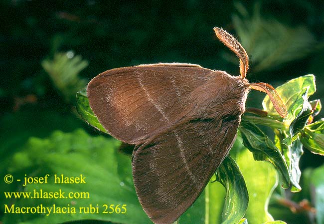 Macrothylacia rubi Fox Moth Brombarspinder Heinähukka Anneau Diable Bombyx Ronce Brombeerspinner Bourovec ostružiníkový Brombeerspinner Barczatka malinówka Priadkovec černicový Veelvraat Málnaszövő Bringebærspinner Коконопряд малинный