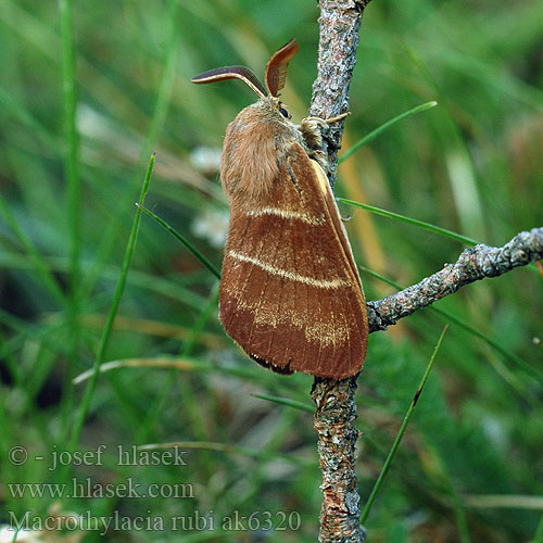 Brombarspinder Heinähukka Anneau Diable Bombyx Ronce Brombeerspinner Bourovec ostružiníkový Brombeerspinner Barczatka malinówka Priadkovec černicový Veelvraat Málnaszövő Bringebærspinner Коконопряд малинный Macrothylacia rubi Fox Moth