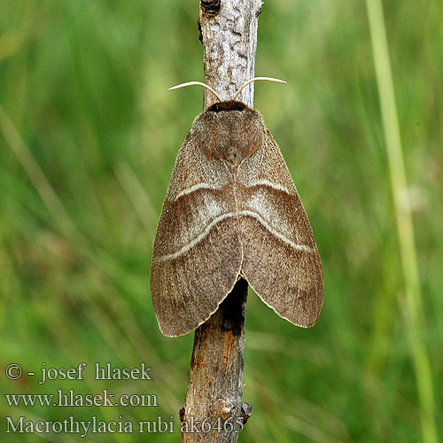 Коконопряд малинный Macrothylacia rubi Fox Moth Brombarspinder Heinähukka Anneau Diable Bombyx Ronce Brombeerspinner Bourovec ostružiníkový Brombeerspinner Barczatka malinówka Priadkovec černicový Veelvraat Málnaszövő Bringebærspinner