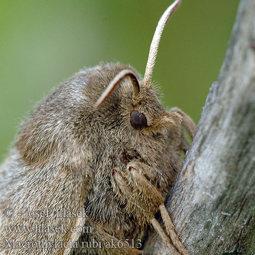 Brombeerspinner Barczatka malinówka Priadkovec černicový Veelvraat Málnaszövő Bringebærspinner Коконопряд малинный Macrothylacia rubi Fox Moth Brombarspinder Heinähukka Anneau Diable Bombyx Ronce Brombeerspinner Bourovec ostružiníkový