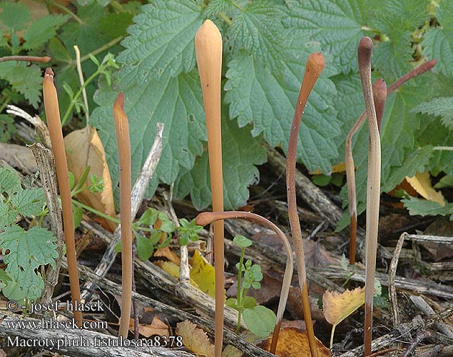 Macrotyphula fistulosa Clavaria contorta Pipe Club Pibet Trådkølle hoikkanuijakas Pijpknotszwam Csöves bunkósgomba Röhrige Keule Buławniczka rurkowata Kyjovka rúrkovitá Kyj rourkovitý Pipklubbsvamp Clavariadelphus fistulosus contortus Trådklubbesopp Mакротуфила дудковидная Clavaire fistuleuse Buławka rurkowata