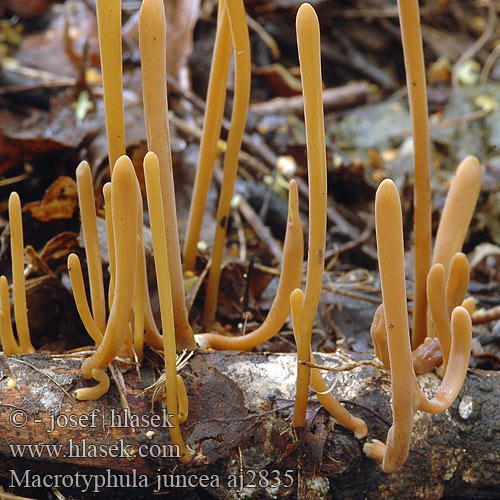 Macrotyphula fistulosa Kyjovka rúrkovitá Kyj rourkovitý Pipklubbsvamp Clavariadelphus fistulosus contortus Trådklubbesopp Mакротуфила дудковидная Clavaire fistuleuse Buławka rurkowata Clavaria contorta Pipe Club Pibet Trådkølle hoikkanuijakas Pijpknotszwam Csöves bunkósgomba Röhrige Keule Buławniczka rurkowata