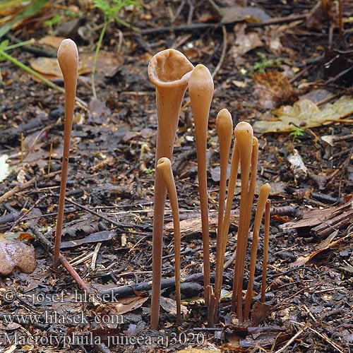 Macrotyphula fistulosa Trådklubbesopp Mакротуфила дудковидная Clavaire fistuleuse Buławka rurkowata Clavaria contorta Pipe Club Pibet Trådkølle hoikkanuijakas Pijpknotszwam Csöves bunkósgomba Röhrige Keule Buławniczka rurkowata Kyjovka rúrkovitá Kyj rourkovitý Pipklubbsvamp Clavariadelphus fistulosus contortus