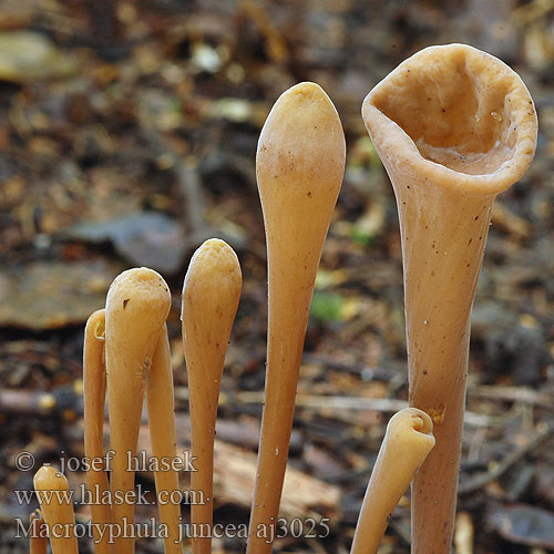 Macrotyphula fistulosa Clavaire fistuleuse Buławka rurkowata Clavaria contorta Pipe Club Pibet Trådkølle hoikkanuijakas Pijpknotszwam Csöves bunkósgomba Röhrige Keule Buławniczka rurkowata Kyjovka rúrkovitá Kyj rourkovitý Pipklubbsvamp Clavariadelphus fistulosus contortus Trådklubbesopp Mакротуфила дудковидная