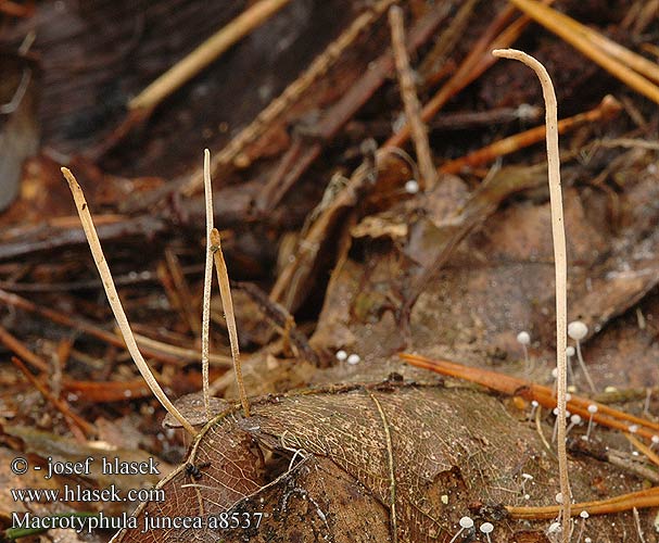 Macrotyphula juncea filiformis Clavaria vivipara Clavariadelphus junceus Slender Club rihmanuijakas Draadknotszwam Binsen-Röhrenkeule Kyjovka tenká Kyj niťovitý Hul trådklubbesopp Hultrådklubbesopp Buławka sitowata