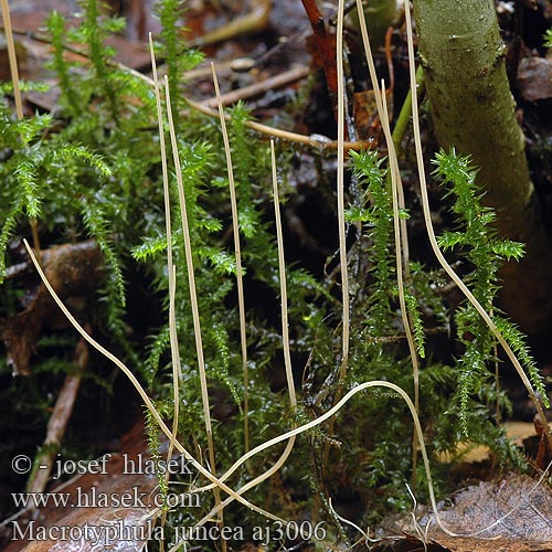 Macrotyphula juncea Draadknotszwam Binsen-Röhrenkeule Kyjovka tenká Kyj niťovitý Hul trådklubbesopp Hultrådklubbesopp Buławka sitowata filiformis Clavaria vivipara Clavariadelphus junceus Slender Club rihmanuijakas