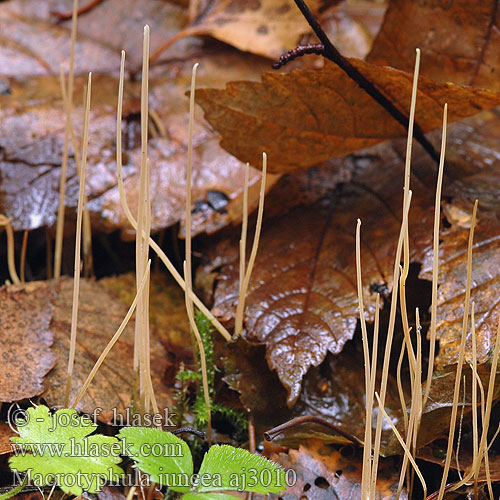 Macrotyphula juncea Kyj niťovitý Hul trådklubbesopp Hultrådklubbesopp Buławka sitowata filiformis Clavaria vivipara Clavariadelphus junceus Slender Club rihmanuijakas Draadknotszwam Binsen-Röhrenkeule Kyjovka tenká