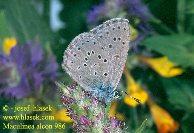 Maculinea alcon Glaucopsyche Alcon Blue Azuré mouilleres