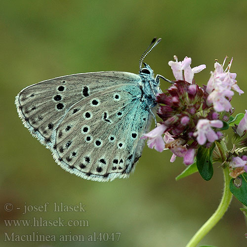 Maculinea arion Glaucopsyche Large Blue L'Azuré Serpolet