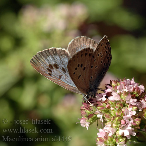 Büyük korubeni Maculinea arion Glaucopsyche Large Blue L'Azuré Serpolet