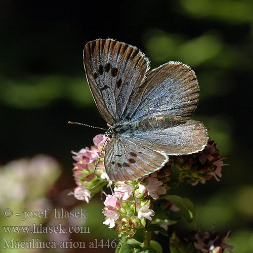 Large Blue L'Azuré Serpolet Nagypettyes boglarka