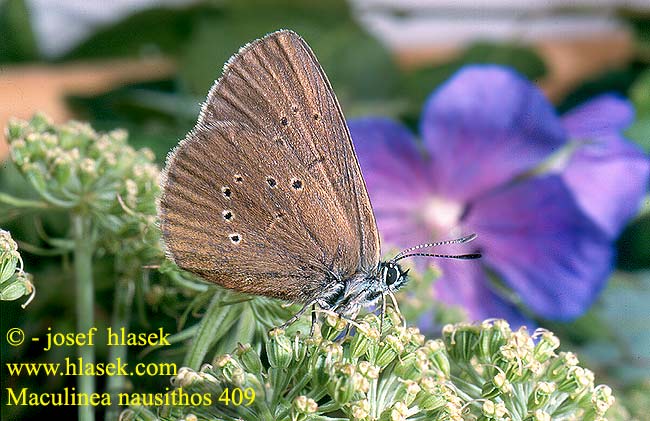 Maculinea nausithous Glaucopsyche Dusky Large Blue Azuré paluds