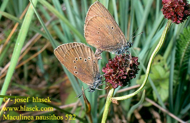 Maculinea nausithous Dunkler Wiesenknopf Ameisen-Bläuling Ameisenbläuling