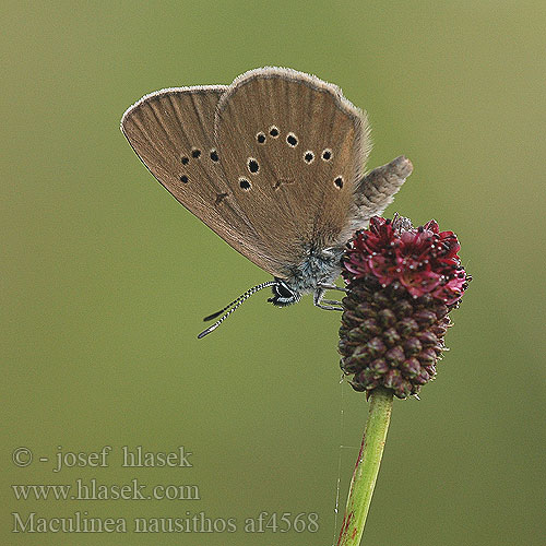 Maculinea nausithous Dusky Large Blue Azuré paluds Zanotboglárka