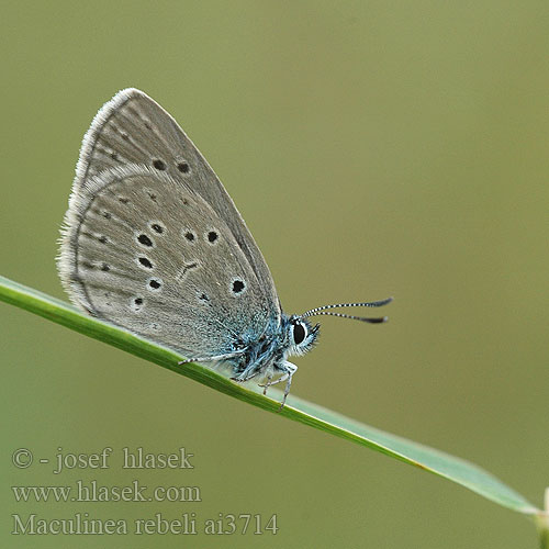 Maculinea rebeli Glaucopsyche Mountain Alcon Blue Azuré croisette