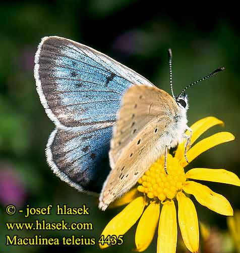 Maculinea teleius Glaucopsyche Scarce Large Blue Azuré sanguisorbe