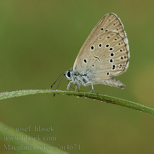 Maculinea teleius Scarce Large Blue L'azuré sanguisorbe