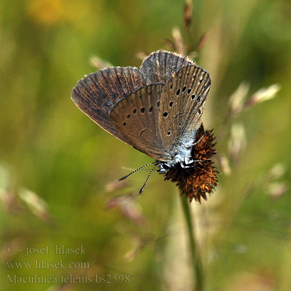 Maculinea teleius Scarce Large Blue Azuré sanguisorbe