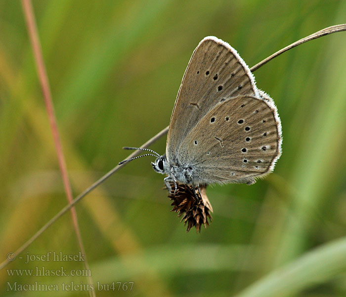 Maculinea teleius Glaucopsyche Scarce Large Blue